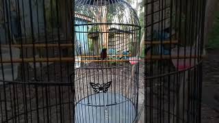 Download lagu konin isian pelatuk sambung ciblek mp3