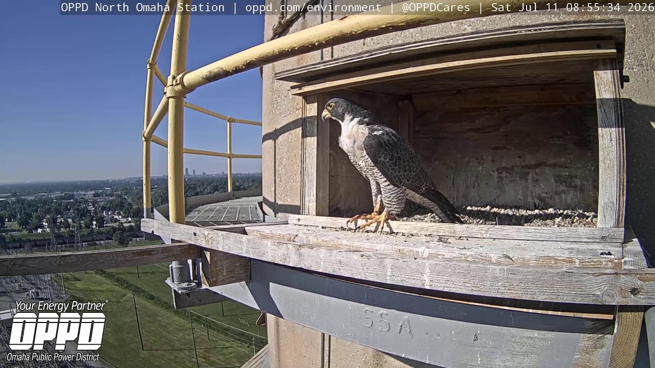 Live webcam view of North Omaha Falcon Nest Cam
