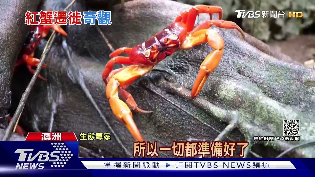 澳洲「聖誕島」季節奇觀！　五千萬隻紅蟹大遷徙
