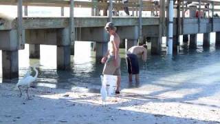 preview picture of video 'Bait Catchers at the Sanibel Island, Florida Fishing Pier'