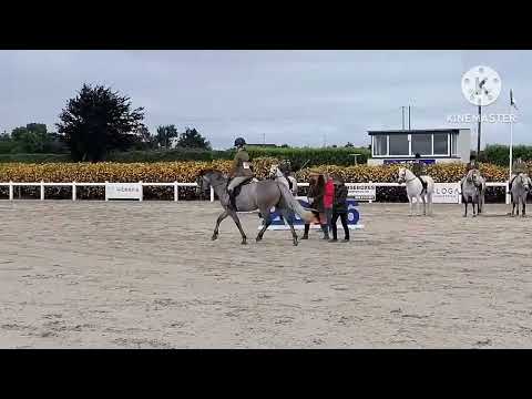 4YO CONNEMARA MARE TOP WHP/ FLAT RIDDEN PROSPECT - Image 2