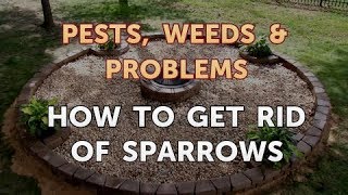 How to Get Rid of Sparrows