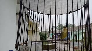 Download lagu masteran pleci nembak sejalur panjang mp3