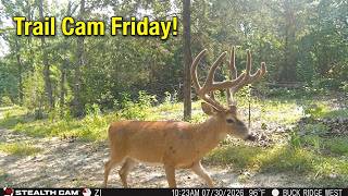 Check out this Massive Missouri 8 Point MainFrame Buck!