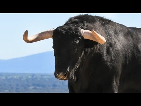 Impresionantes Los Toros Bravos para Beas de Segura MADRID y Zaragoza de Ganadería VALDEFRESNO