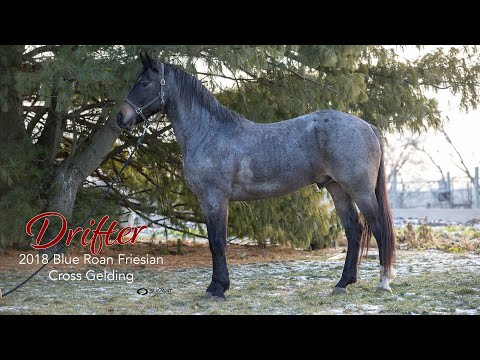 SOLD Drifter, 2018 Roan Friesian Cross Gelding | Michiana Friesian Sale 2023