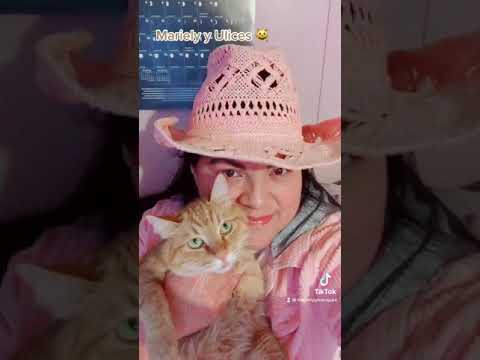 Tag del gato Mariely y Ulices michi