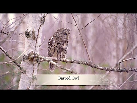 BARRED OWL " LEAVING " 2021 #0109 "