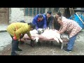 To kill pigs in rural areas, four hundred catties of pigs need five big men