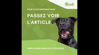 Comment choisir le biscuit pour chien parfait?