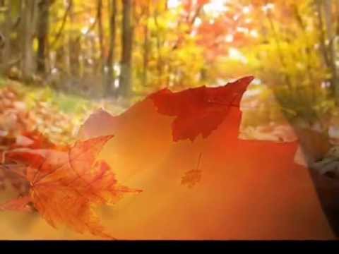 Chiếc lá vô tình Sheet - Bằng Kiều