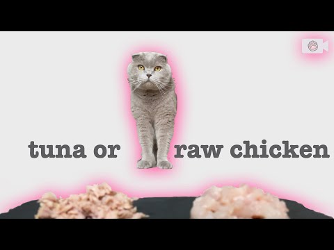 tuna vs raw chicken - what will the cat eat?