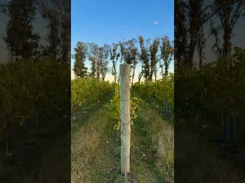 Golden hour en Los Cerros de San Juan #wine #turismo