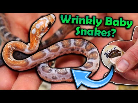 Baby *Scaleless* Rat Snakes Hatching!!