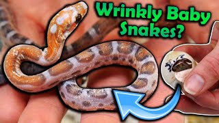 Baby *Scaleless* Rat Snakes Hatching!! by Snake Discovery