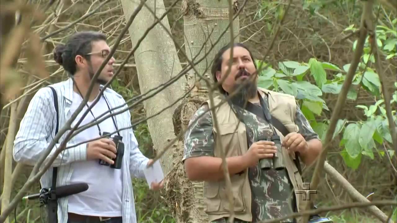Recuperação da Mata Atlântica atrai aves