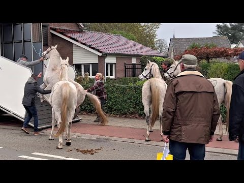 , title : 'Ein absolut eindrucksvolles Spektakel- Pferde verladen in Hedel (NL) 07.11.2022'