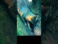 Slowly Come To The Birds Foxes