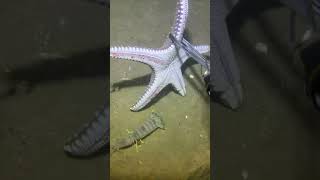 I catching seafood on the seafloor-P1025-1.#fishing #ocean #deepsea #nature #beach