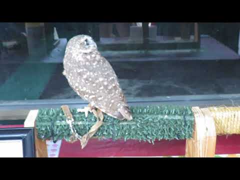 Blind Snakes Eat Maggots in Burrowing Owl Cavities! 2 Educational Owls & Red Shouldered Hawk Lowcoun