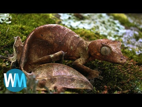 Top 10 Animals With Amazing Camouflage