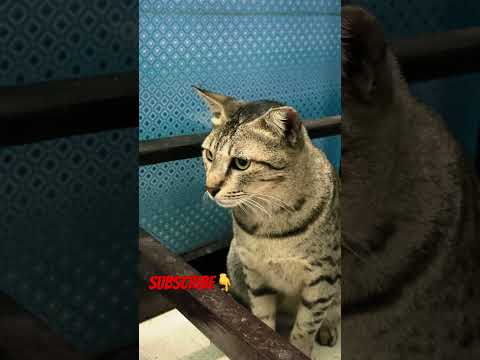 #funny #comedy #prank #fun #entertainment #siblingstalk #cat #dushyanthukreja #comedyfilms #dushyant