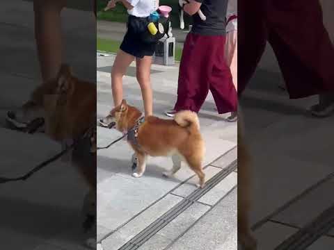 #doglovers#happydogs#shortsvideoviral