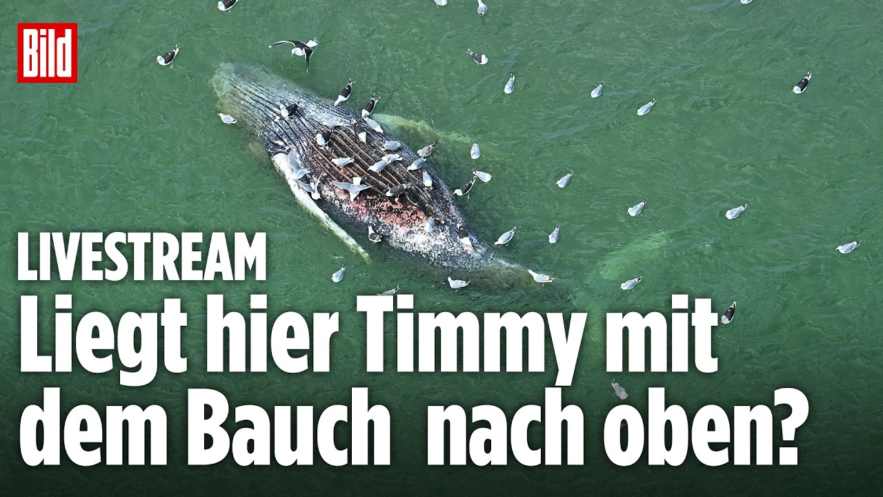 🔴 Toter Wal vor dänischer Insel entdeckt – Ist es Timmy? | BILD LIVE