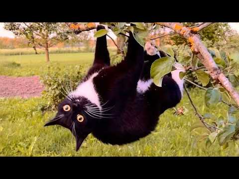 An Adorable Cat Video Compilation