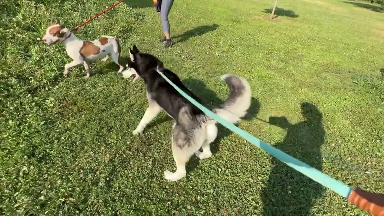 Pippet's Leash Test 3