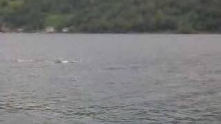preview picture of video 'Dolphins in Loch Duich'