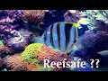 Reefsafe? Der Glasrosenfresser Parachaetodon ocellatus ...