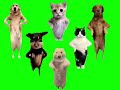 Animals dancing to Chinese song (GREEN SCREEN)