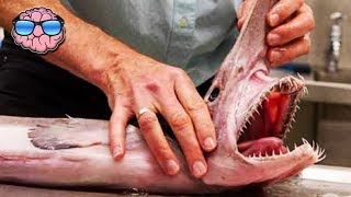 Top 10 AMAZING SHARKS You Probably Never Heard Of