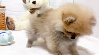 ポメラニアンの動画02