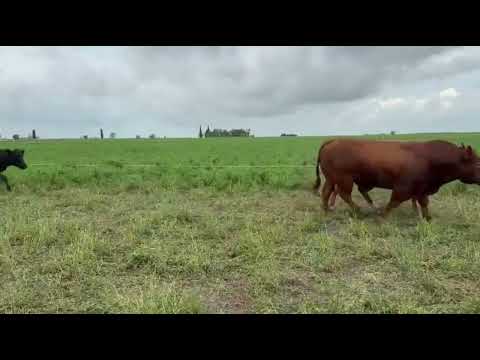 Rosgan - Marzo 2026 Expoagro. 39 Vacas invernada, Alcorta Santa Fe.