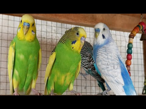 Over 12 Hours of Budgies Playing, Singing and Talking in their Aviary Budgie sounds for sad birds