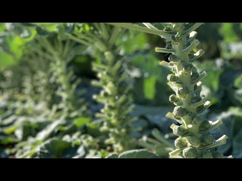 9月に芽キャベツを植える 作物は成長が遅く、生産が長い