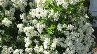 English Garden May 8 イギリスの庭 フロントガーデン