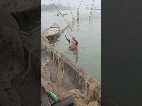 Catching shrimp from meghna river
