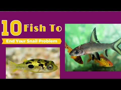 Top 10 Best Pest Snail Eating Fish