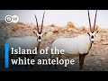 Abu Dhabi S Refuge For Endangered Species DW Documentary