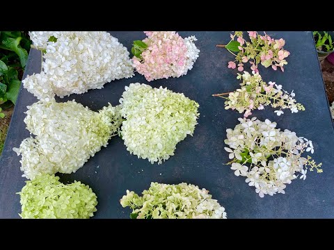 Panicle Hydrangea comparison, limelight, strawberry vanilla, pinky winky, strawberry sundae and more