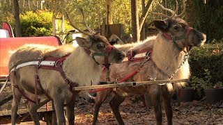 Reindeer in North Georgia Help Spread the Christmas Spirit