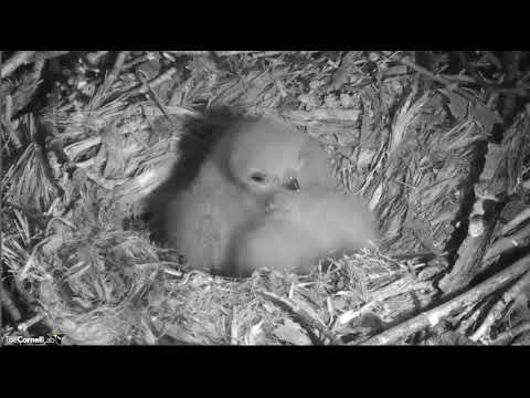 a 6am peek at 3 sleepy heads Red-tailed hawks @Cornell Lab 04-29-18
