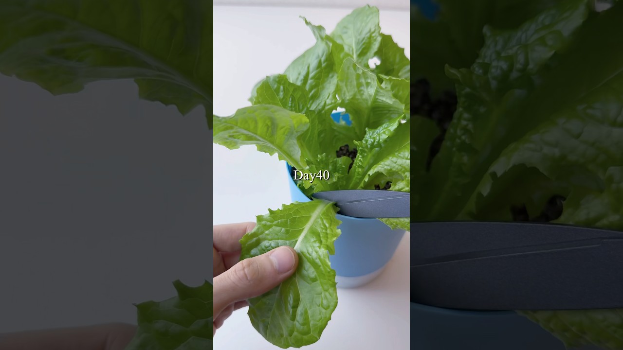 【DAISO】レタスを育ててみた 1日目〜100日目