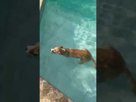 Vídeo de Ozzy