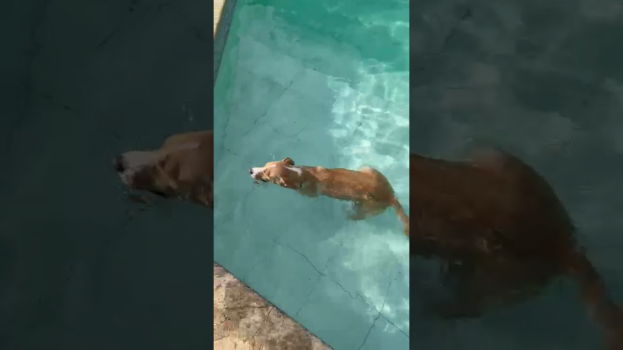 Cachorro raça SRD-ViraLata idade 7 a 11 meses nome Ozzy