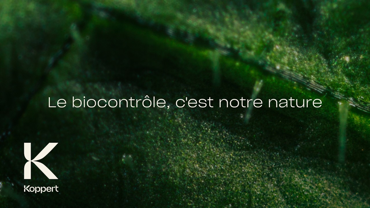 Video preview poster