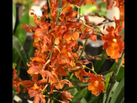 Tong Tong Fair 2013 (Pasar Malam Besar) in The Hague, Netherlands